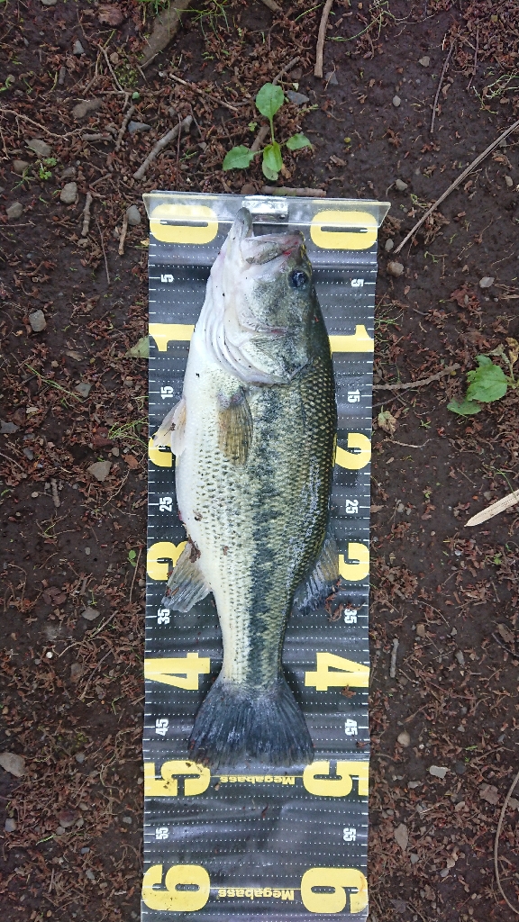 パワーフィネスでプリメス