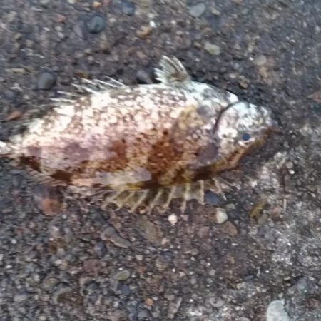 5/1釣果　土砂降り中紀