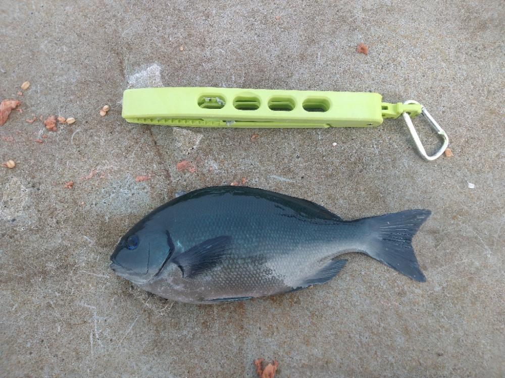 ワクチン接種3日目の釣り