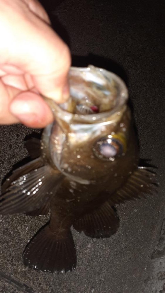 久々のメバリング