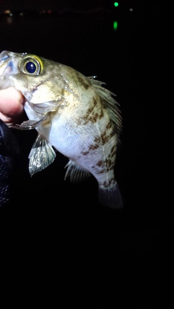 サーフメバリング