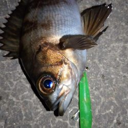 makopenでメバリング