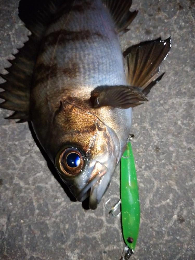 makopenでメバリング