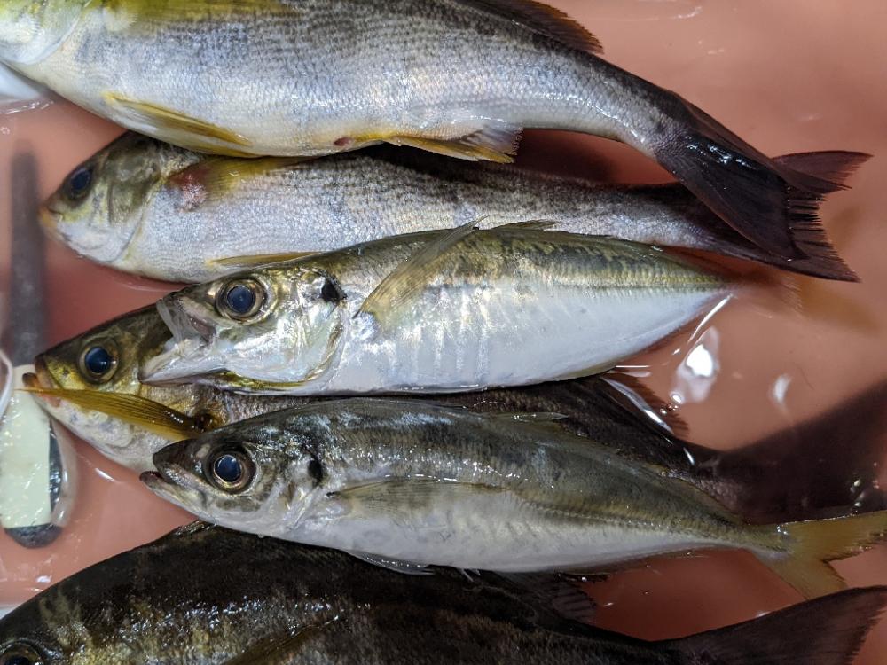 アジ・イサキリレー