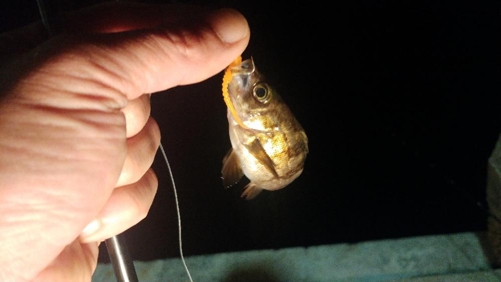 春の小豆島はメバル祭り