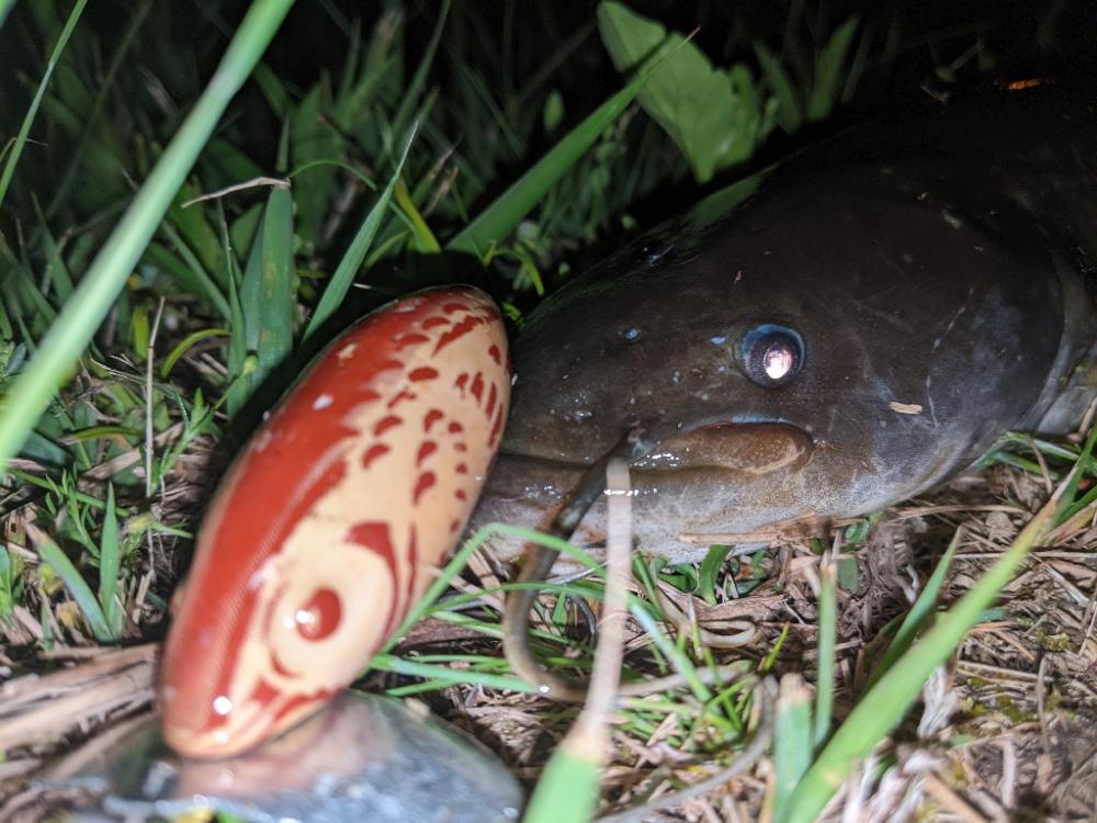 ナマズの居場所