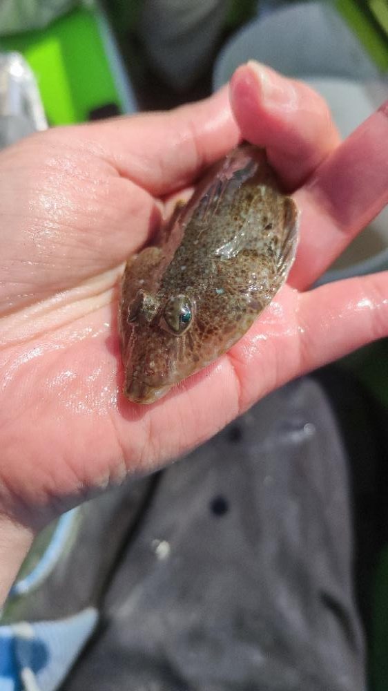 マゴチ＆シロギスリレー釣行