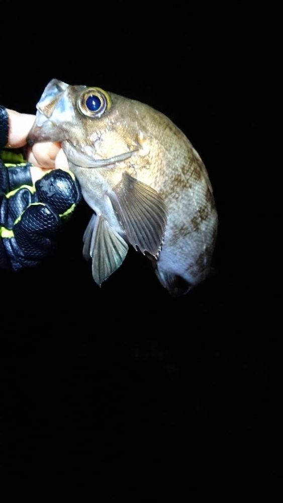 フロートゲーム