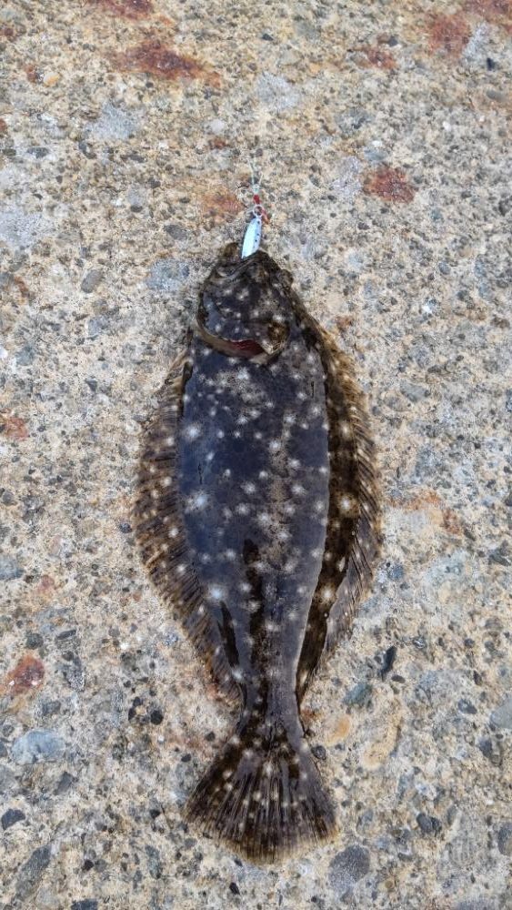 アジを探しに日本海遠征