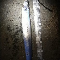 陸っぱりタチウオ