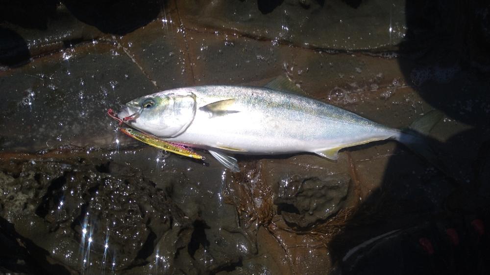 越前海岸の青物