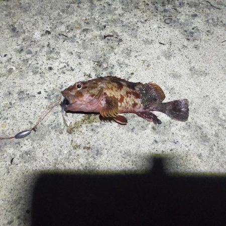 浦一文字で通し釣り