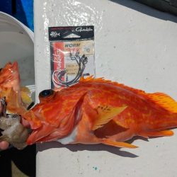 安定のカサゴです