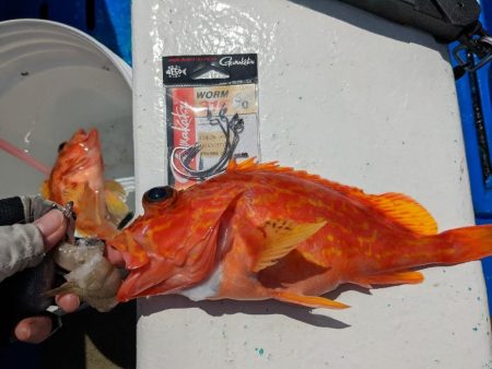 安定のカサゴです