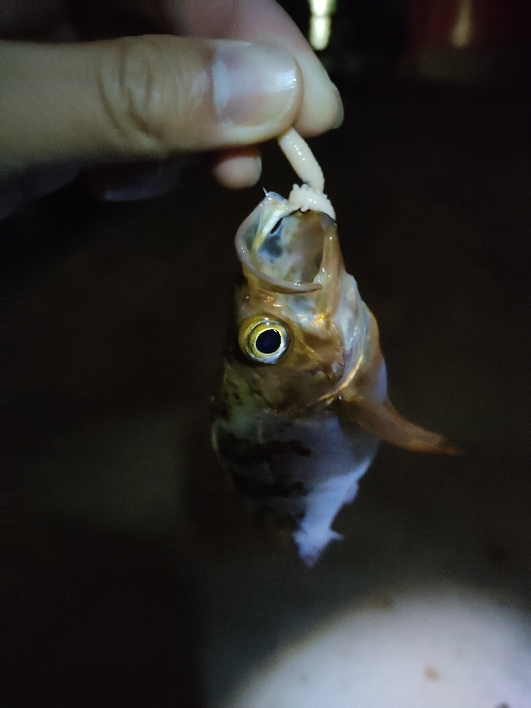 明石にアジはいない?