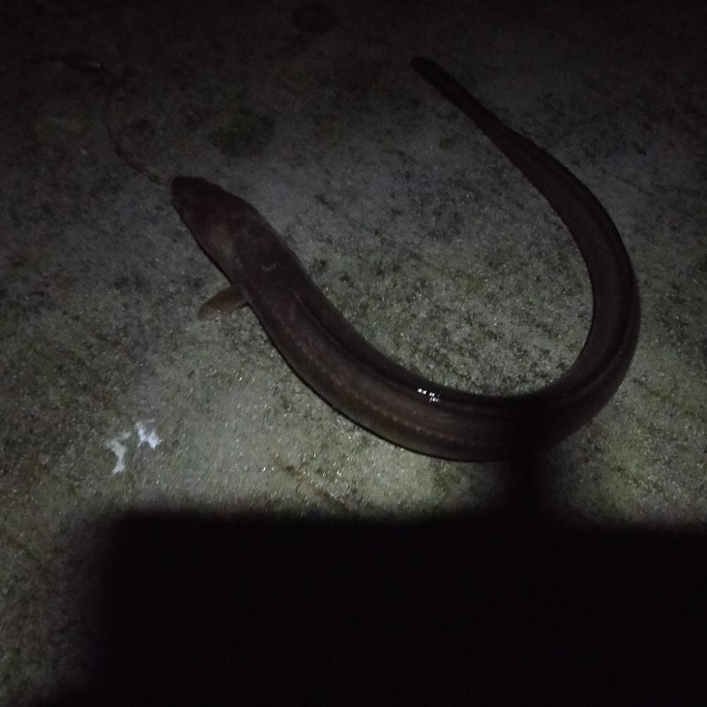 岩屋一文字で通し釣り