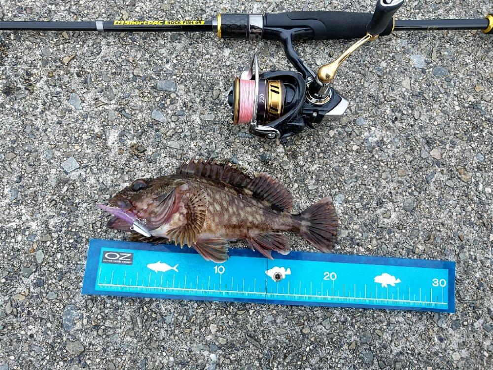 ライトワインドでカサゴ☆