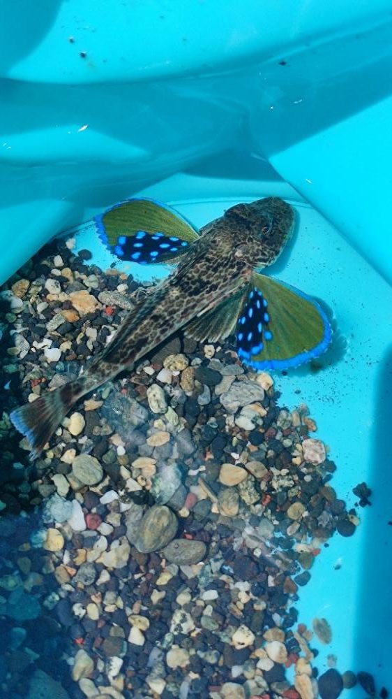 千本浜から沼津港で五目釣り