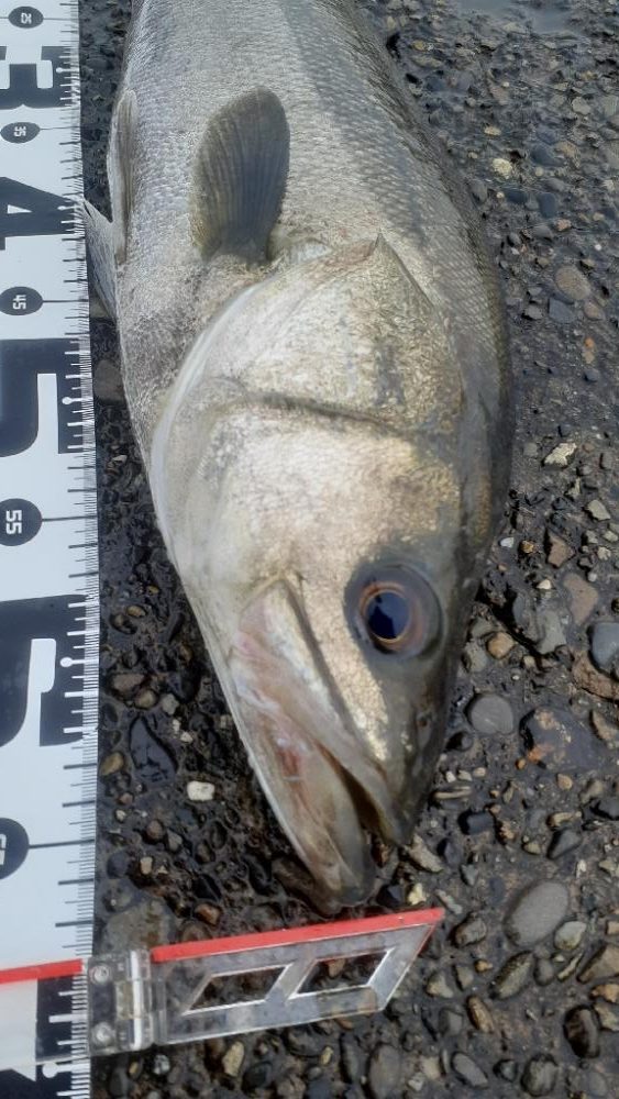 シーバス祭でした!