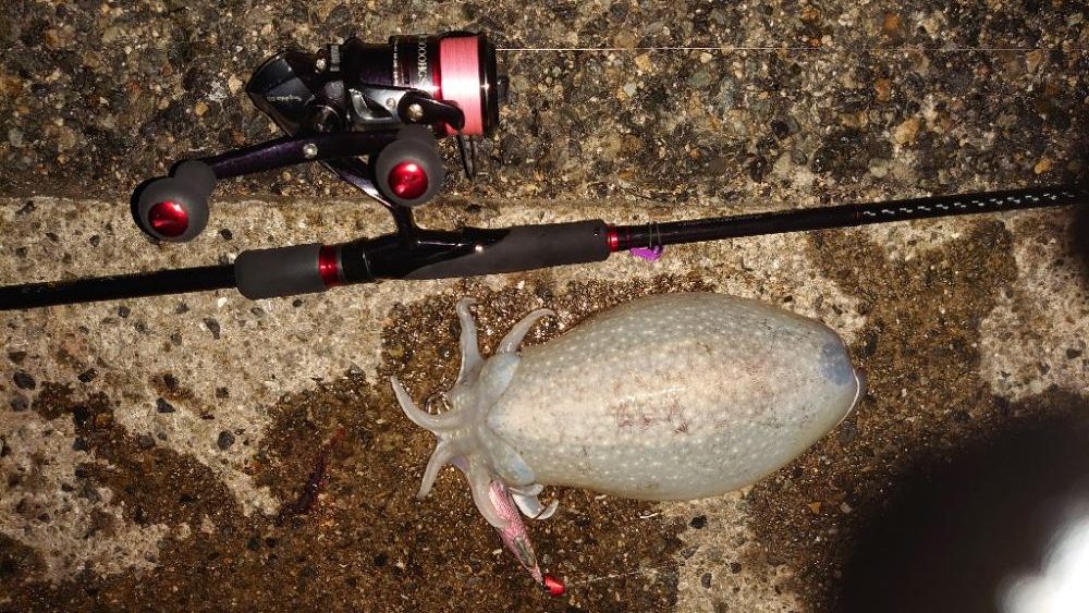 コウイカエギング