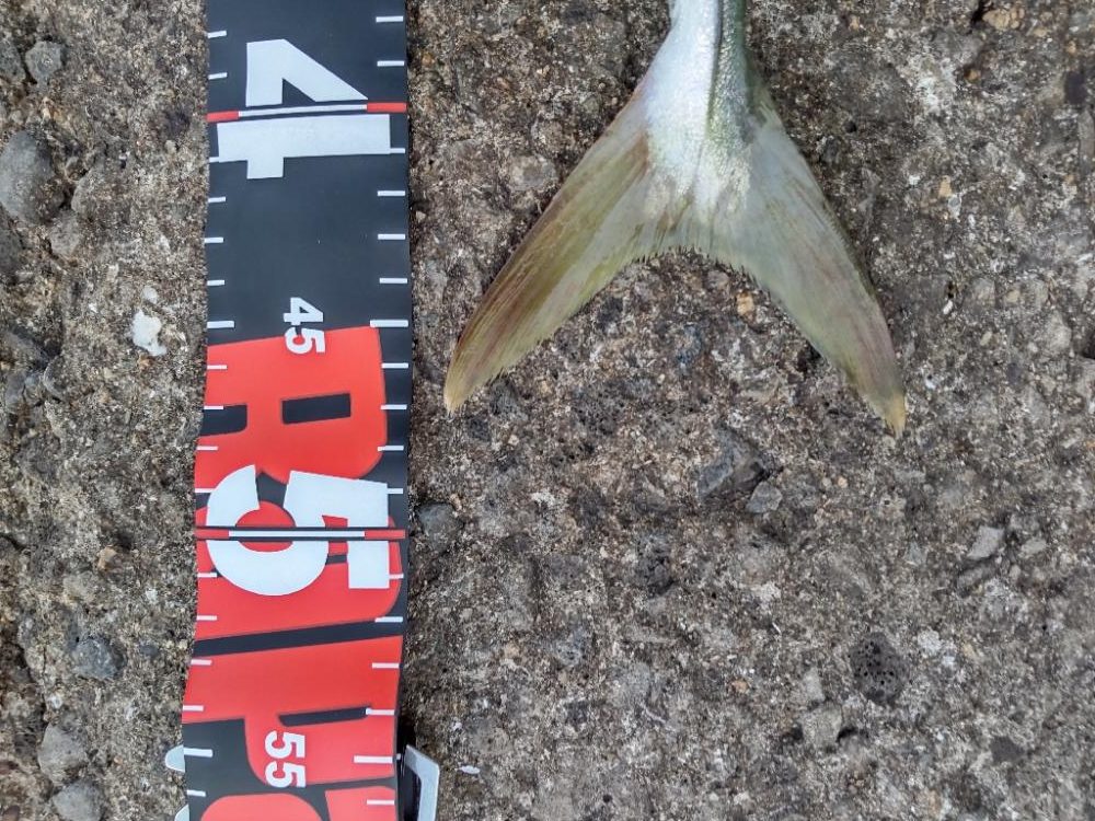 ショアプラッキング