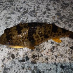 ウキ釣りメバル狙い…