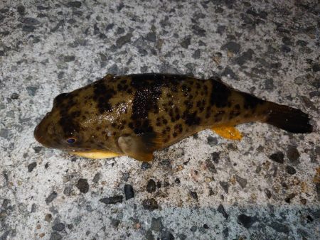 ウキ釣りメバル狙い…