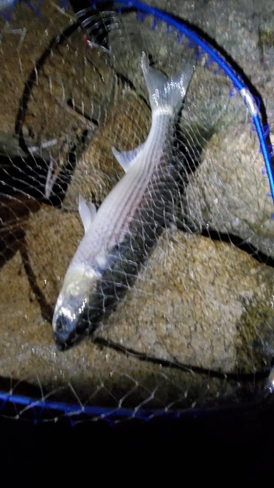 バチパターン　で　ゲドー