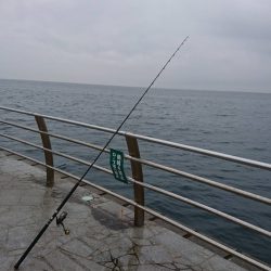 やっとアキュラで青物釣れた…