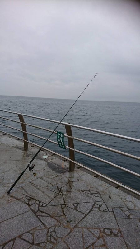 やっとアキュラで青物釣れた…