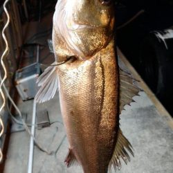 大阪市内シーバス調査2022vol.1