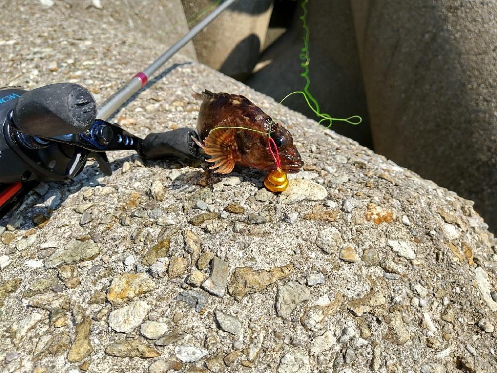 五目釣り大会に参加