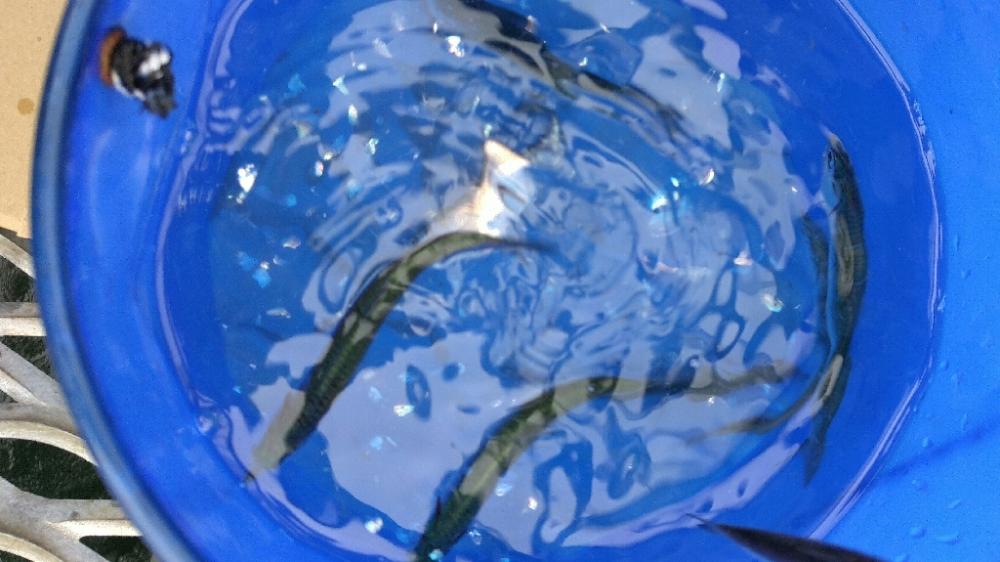 潮に揉まれた日