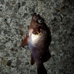 アジングのはずがメバリング・ガシリング