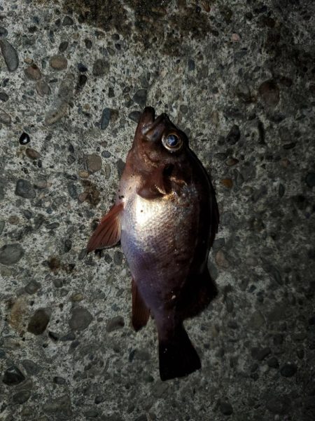 アジングのはずがメバリング・ガシリング