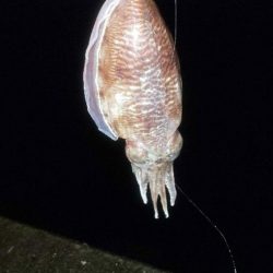 久しぶりの投稿