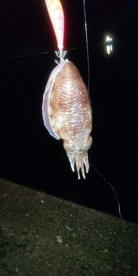 久しぶりの投稿