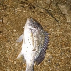 シーバスはいつ釣れる