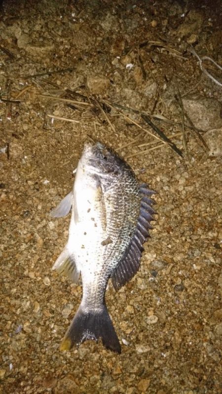 シーバスはいつ釣れる