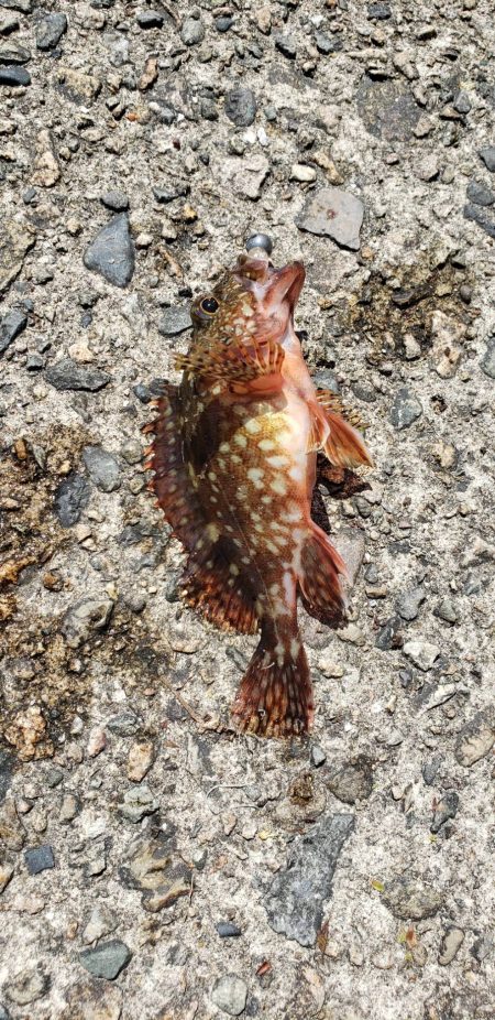 アジを探しに日本海遠征2アジング