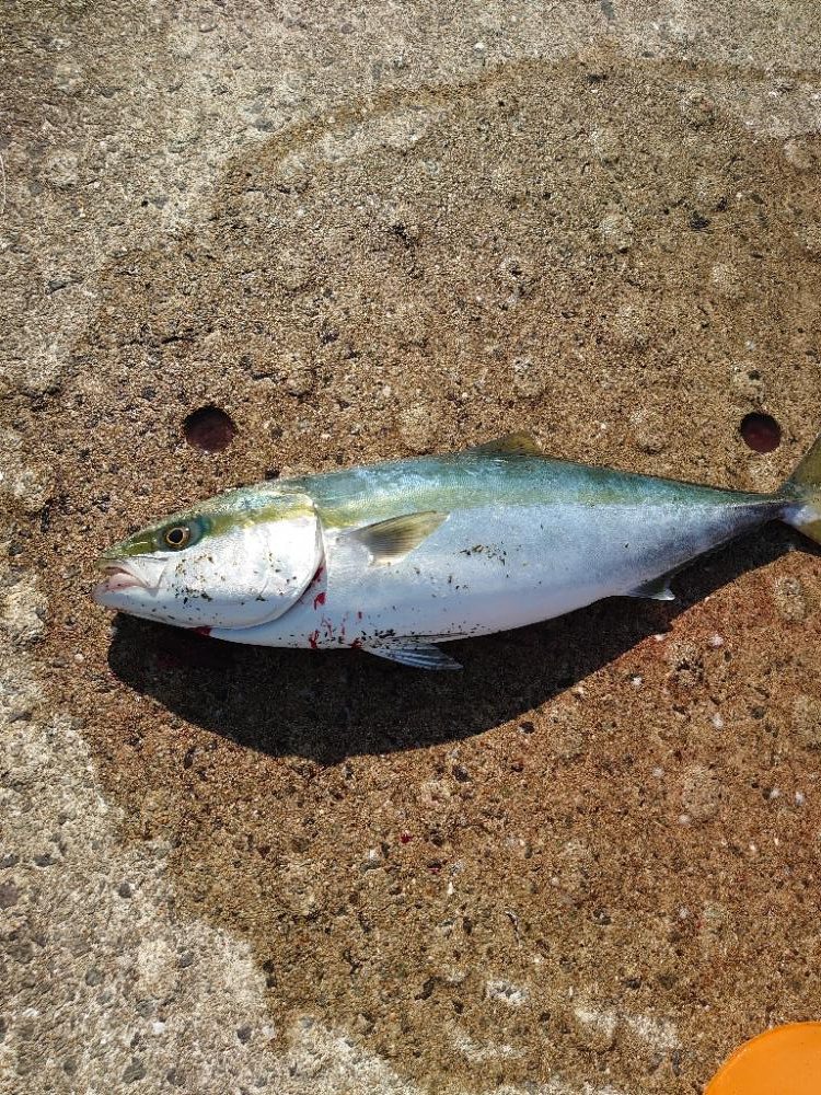 ショアジギング