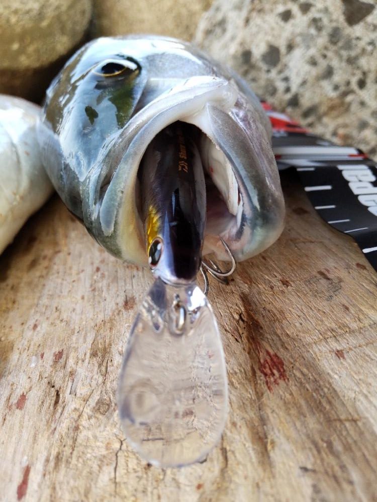 ショアプラッキング