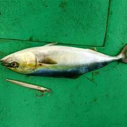 ジギング・タコリレー便