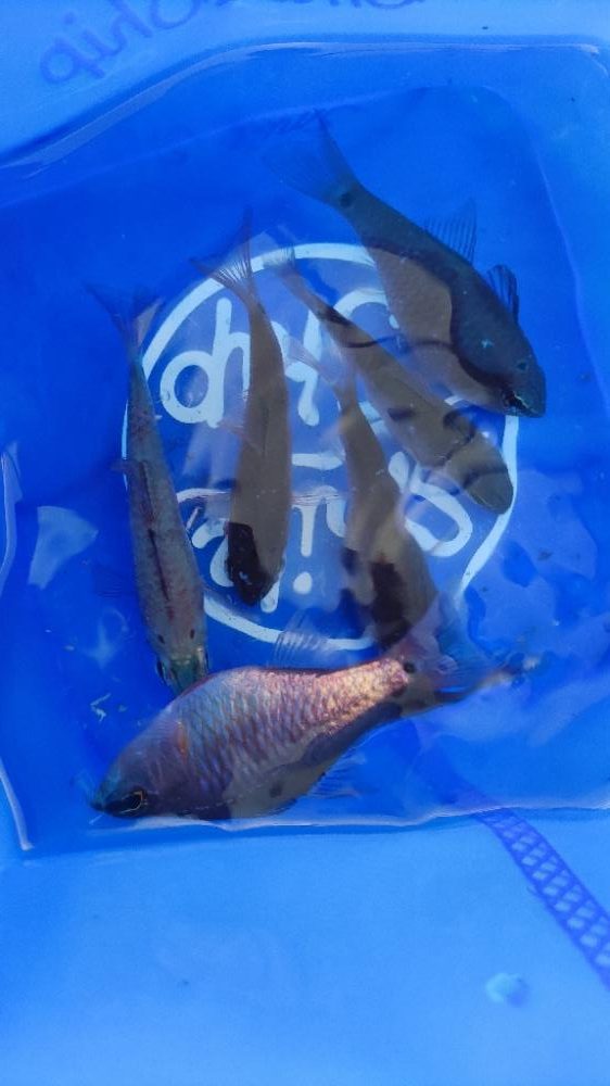 熱海港にてキンギョ釣り