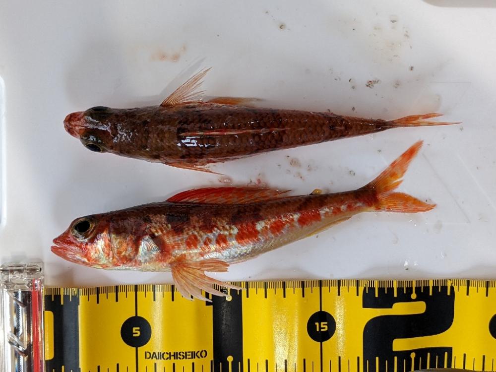 シマアジ〜マダイ リレー