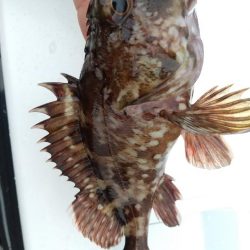 久しぶりな釣り