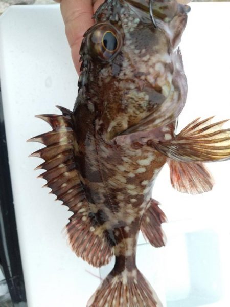 久しぶりな釣り