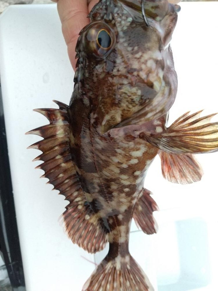 久しぶりな釣り