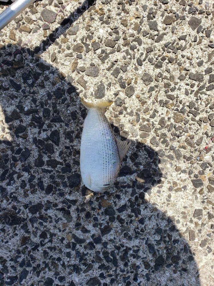 フカセ撃沈。フカセで安打。