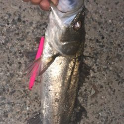 バチ調査いってきた！